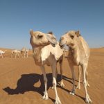 Unique MORNING Combo 4WD Safari and 30min Quad Bike in Open Desert
