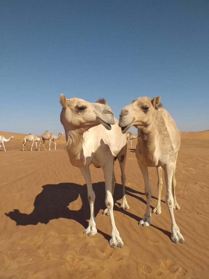 Unique MORNING Combo 4WD Safari and 30min Quad Bike in Open Desert