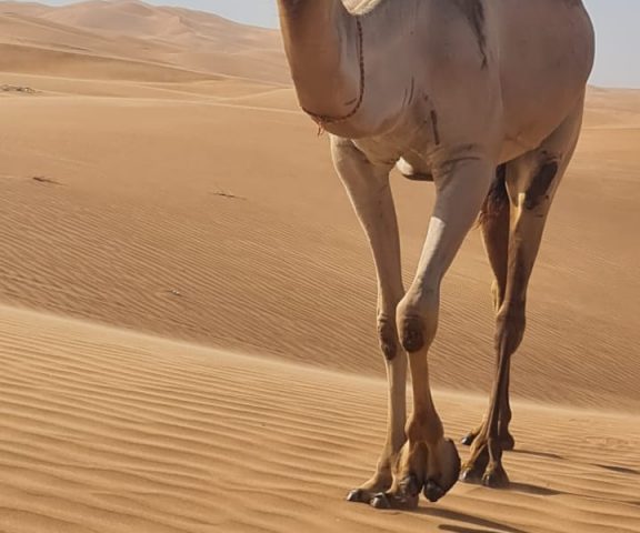 Unique SUNRISE Buggy Red Dunes Safari